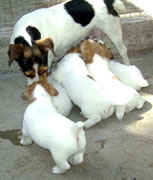 cachorros jack russel terrier uruguay