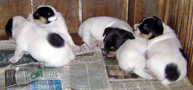 cachorros jack russel terrier uruguay