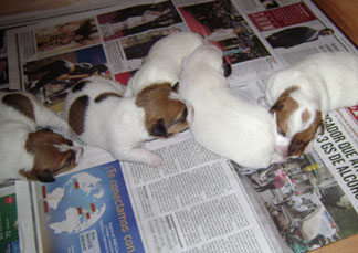 cachorros jack russel terrier uruguay