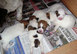 cachorros jack russel terrier uruguay