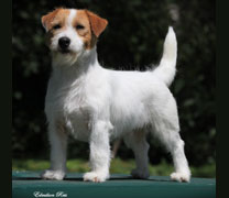 Jack Russell Terrier Chico