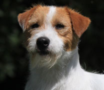 Jack Russell Terrier Pueblo Chico