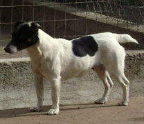 Jack Russell Terrier Pueblo Chico