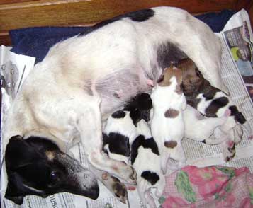 cachorros jack russel terrier uruguay