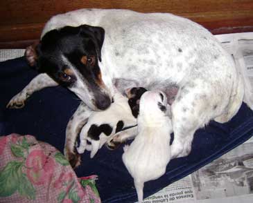 cachorros jack russel terrier uruguay