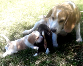 cachorros beagle en venta Uruguay