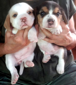 cachorros beagle en venta Uruguay