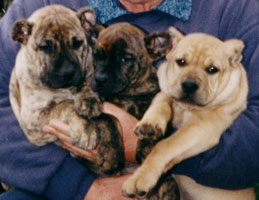 cachorros cimarron uruguayo