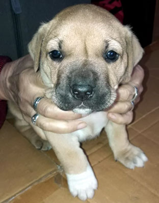 cachorro cimarron uruguayo