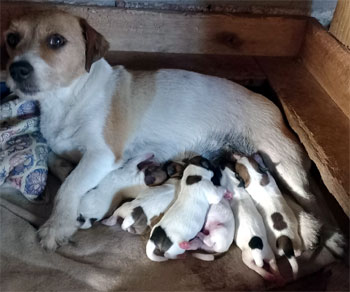 cachorros jack russell terrier Uruguay