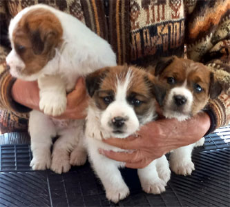 cachorros jack russell terrier Uruguay