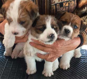 cachorros jack russell terrier Uruguay