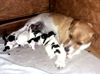 cachorros jack russell terrier en Uruguay