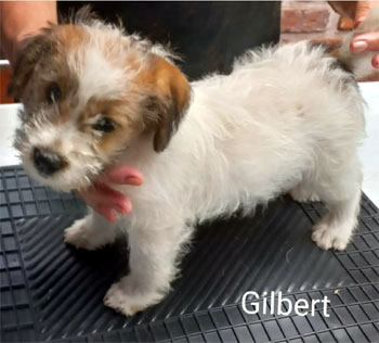 cachorros jack russell terrier uruguay