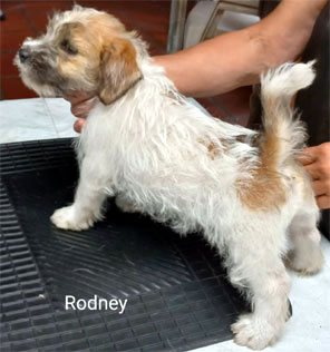 cachorros jack russell terrier uruguay