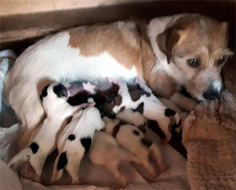 cachorros jack russell terrier en Uruguay