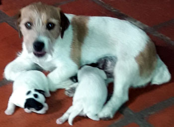 cachorros jack russell terrier uruguay