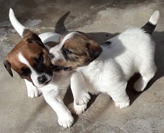 cachorros jack russell terrier en Uruguay
