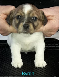 cachorros jack russell terrier uruguay