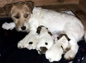 cachorros jack russell terrier uruguay