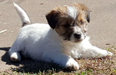 cachorros jack russel terrier uruguay