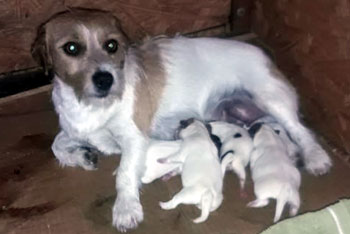 cachorros jack russell terrier uruguay