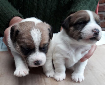 cachorros jack russell terrier en Uruguay