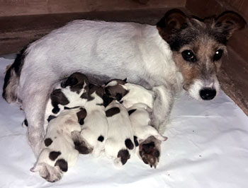 cachorros jack russell terrier en Uruguay