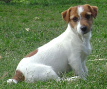 Jack Russell Terrier Pueblo Chico