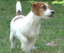 Jack Russell Terrier Pueblo Chico