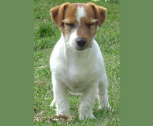 Jack Russell Terrier Pueblo Chico