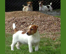 Jack Russell Terrier Pueblo Chico