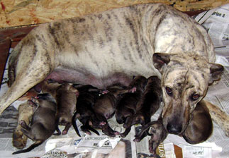 cachorros cimarron uruguayo