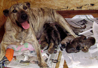 cachorros cimarron uruguayo