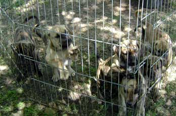 cachorros cimarron uruguayo