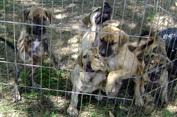 cachorros cimarron uruguayo