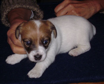 cachorros jack russel terrier uruguay