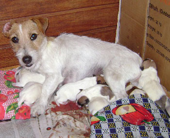 cachorros jack russel terrier uruguay