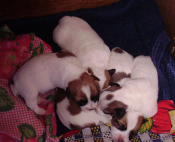 cachorros jack russel terrier uruguay