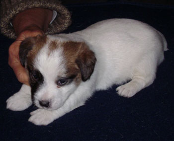 cachorros jack russel terrier uruguay