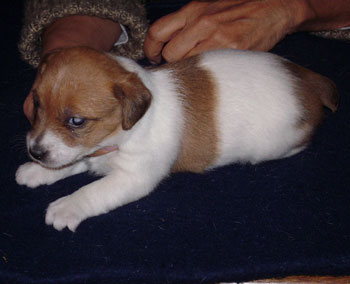 cachorros jack russel terrier uruguay