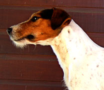 Jack Russell Terrier Pueblo Chico