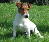 Jack Russell Terrier Pueblo Chico