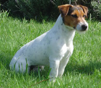 Jack Russell Terrier Pueblo Chico