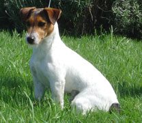 Jack Russell Terrier Pueblo Chico