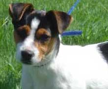 Jack Russell Terrier Pueblo Chico