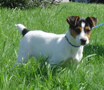 Jack Russell Terrier Pueblo Chico