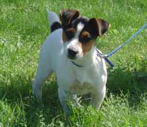 Jack Russell Terrier Pueblo Chico