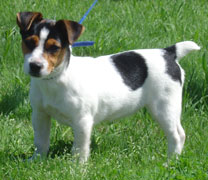 Jack Russell Terrier Pueblo Chico