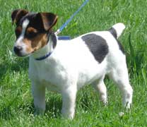 Jack Russell Terrier Pueblo Chico